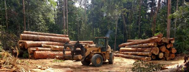 How Our Tree Care Process Works  in  Casey, IL